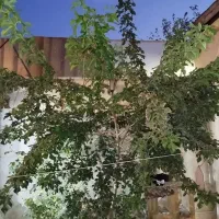 رهن واجاره