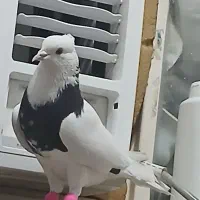 طوق سیاه الماسی و زاغ ابادانی 2تا نر|پرنده|اندیمشک, |دیوار