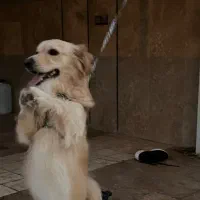 سگ میکس گلدن رتریور-اشپیتز