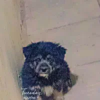 سگ پامر آشپیتز