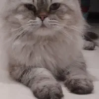 فروش گربه