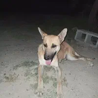 واگزاری سگ نگهبان مخصوص خانه وباغ بسیار با هوش