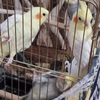 عروس هلندی ماده|پرنده|بنارویه, |دیوار