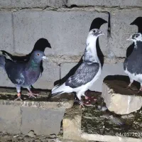 کبوتر سبز و مگس و ابلغ و شازده آخرت فوری