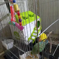 طوطی برزیلی نر وماده