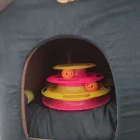 گربه اسکاتیش و بریتیش|گربه|شیراز, بالا کفت|دیوار