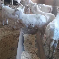 بز سانن|حیوانات مزرعه|نیشابور, ریوند|دیوار