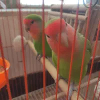 طوطی برزیلی|پرنده|سپیدان, |دیوار