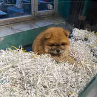 سگ قهوه ای توپول