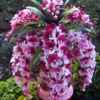 سلام همشهریان حرس کاری انگورودرختان میوه|خدمات باغبانی و درختکاری|نیشابور, شهرک زرگران|دیوار