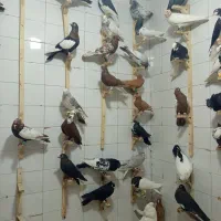 کفتر رنگی