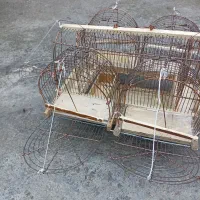 فنچ باقفس وقفس تله