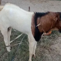 کهره نر فروشی