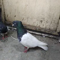 کله سیاه نر مست معاوضه با دم سفید|پرنده|اهواز, فاز ۱ پادادشهر|دیوار