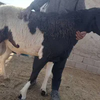 قوچ گله ای درشت هیکل وکشیده، سنگین وزن|حیوانات مزرعه|شیراز, جانبازان|دیوار