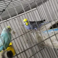 جفت مرغ عشق رینبو مولد|پرنده|بندر ماهشهر, |دیوار