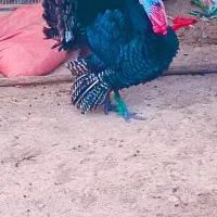 بوقلمون|حیوانات مزرعه|اندیمشک, |دیوار