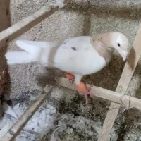 هفترنگ زرد ضربه پرشی