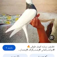 کبوتر طوقی