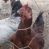 فروش خروس|حیوانات مزرعه|هشتگرد, هیو|دیوار