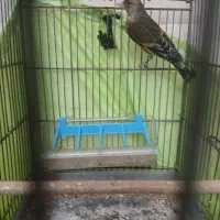 سهره قناری ماده