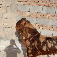 نربز پاکستانی