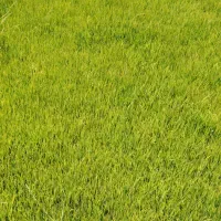 نشای شلتوک شمیم