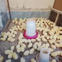 جوجه گوشتی10روزه
