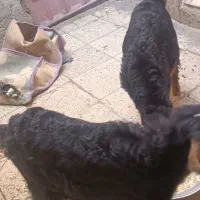 یک جفت بزقاله نرعلف خور