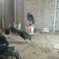بوقلمون جوان خوش خوراک
