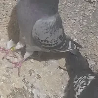 کبوتر آلمانی پلاکی و طوقی به ضمانت|پرنده|مشهد, میان ولایت|دیوار