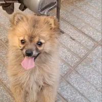 سگ پامرانین