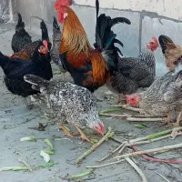 فروش مرغ و خروس