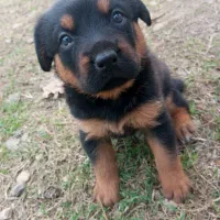 توله سگ  ماده دوماهه روتوایلر