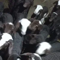 شیشک و میش بره دار و آبستن|حیوانات مزرعه|جوادآباد, |دیوار