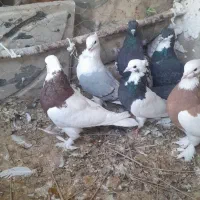 ۱جفت پلاکی بقیش رنگی خریدار واقعی بیاد