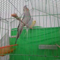 پرنده|پرنده|بیرجند, |دیوار