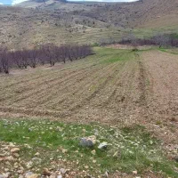 اجاره ۱ هکتار ونیم زمین کشاورزی لولهکشی باآب چشمه|اجارهٔ دفتر صنعتی، کشاورزی، تجاری|دینور, |دیوار