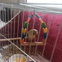 گرینچیک|پرنده|کرمان, |دیوار