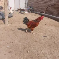 خروس|حیوانات مزرعه|گتوند, |دیوار