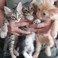 ۳تا بچه گربه ۵۰ روزه