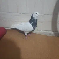 کفتر