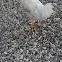 خروس جوان