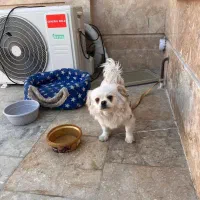 سگ پیکینیز شیتزو