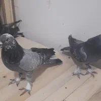 کبوتر اصفهانی پر