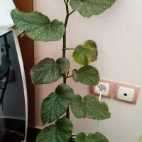 گل و گیاه طبیعی