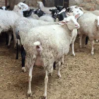 گوسفند چند قلو زای رومانوف و لاروف