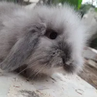 خرگوش لوپ اصیل