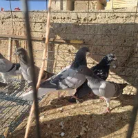 کبوتر|پرنده|اصفهان, جاوان|دیوار