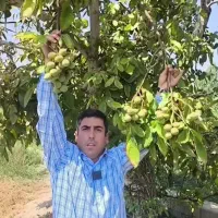 گردو خوشه ای